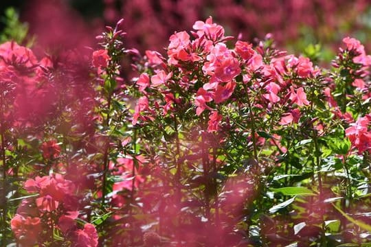 Wer Stauden wie die Flammenblume (Phlox) jetzt schneidet, fördert deren Wuchs und verlängert ihre Blütezeit.