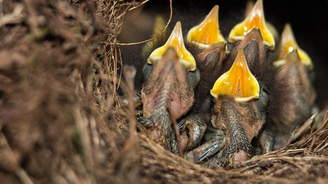 Rotkehlchen-Küken sitzen mit geöffneten Schnäbeln in ihrem Nest.