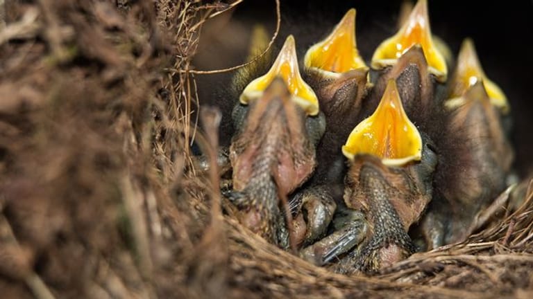 Rotkehlchen-Küken sitzen mit geöffneten Schnäbeln in ihrem Nest.