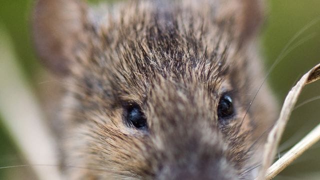 Das Landwirtschaftsministerium will gegen die Mäuseplage eine Genehmigung eines bislang verbotenen Gifts einholen. Das Landwirtschaftsministerium will gegen die Mäuseplage eine Genehmigung eines bislang verbotenen Gifts einholen.