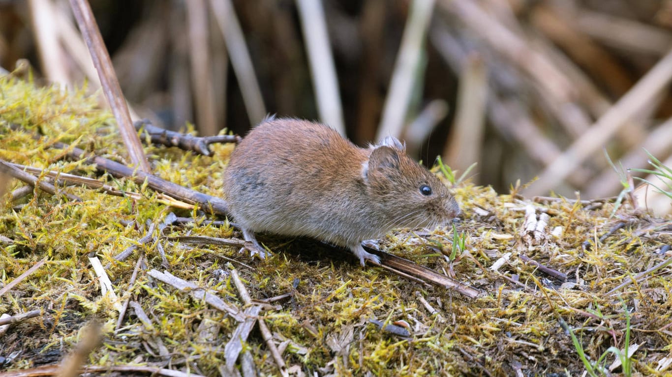 Eine Maus in freier Wildbahn: Der australische Bundesstaat New South Wales kämpft derzeit mit der schlimmsten Mäuseplage seit rund 40 Jahren.