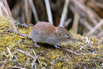 Eine Maus in freier Wildbahn: Der australische Bundesstaat New South Wales kämpft derzeit mit der schlimmsten Mäuseplage seit rund 40 Jahren.