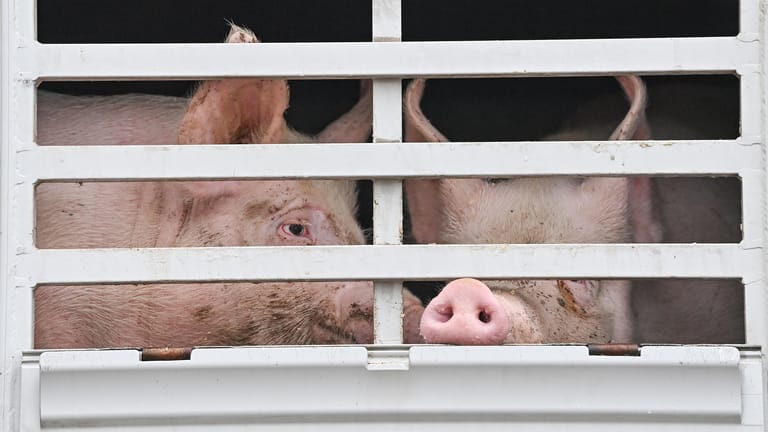 Mastschweine: Die Unwirksamkeit von Antibiotika sei eine Folge der Massentierhaltung, sagt ein Greenpeace-Experte.