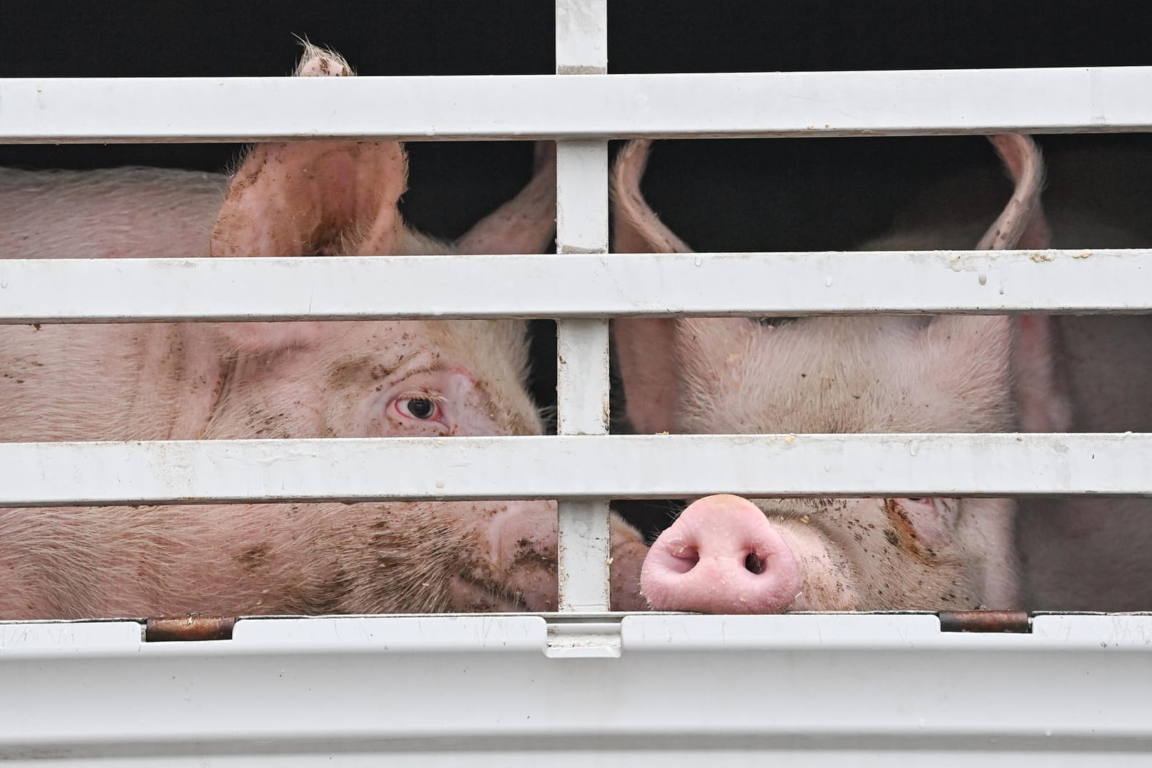 Mastschweine: Die Unwirksamkeit von Antibiotika sei eine Folge der Massentierhaltung, sagt ein Greenpeace-Experte.