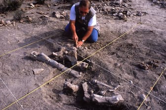 Ein Paläontologe bei Ausgrabungen (Symbolbild): In Mexiko wurde eine neue Dinosaurierart entdeckt.