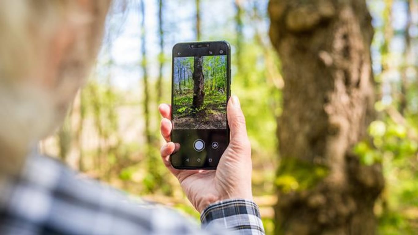 Rolf Jantz, der zu der Community der "Naturgucker" gehört, fotografiert mit einer App auf seinem Smartphone einen Baumstamm, um den Baum zu bestimmen.