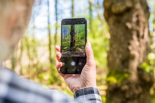 Rolf Jantz, der zu der Community der "Naturgucker" gehört, fotografiert mit einer App auf seinem Smartphone einen Baumstamm, um den Baum zu bestimmen.
