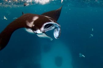 Ein Mantarochen schwimmt zwischen Plastikfragmenten.