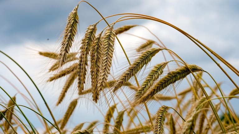 Weizenähren (Symbolbild): Getreideexperten beobachten derzeit kräftige Preisaufschläge zum Beispiel bei Weizen, Mais und Ölsaaten wie Raps.