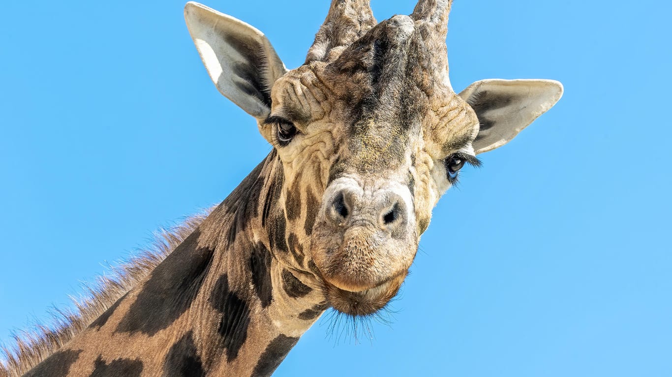 Kimbar: Der Giraffenbulle wurde 28 Jahre alt.