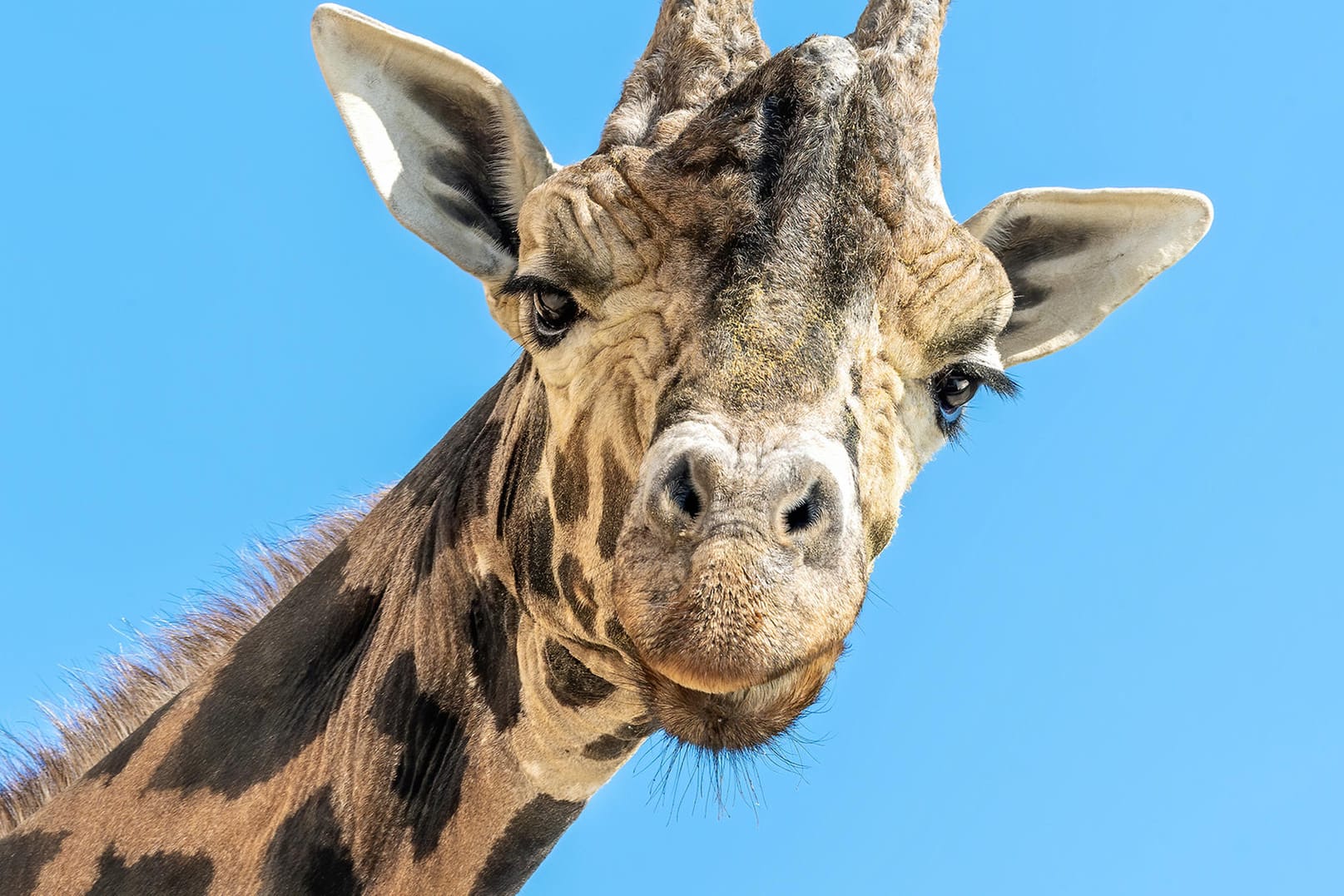 Kimbar: Der Giraffenbulle wurde 28 Jahre alt.