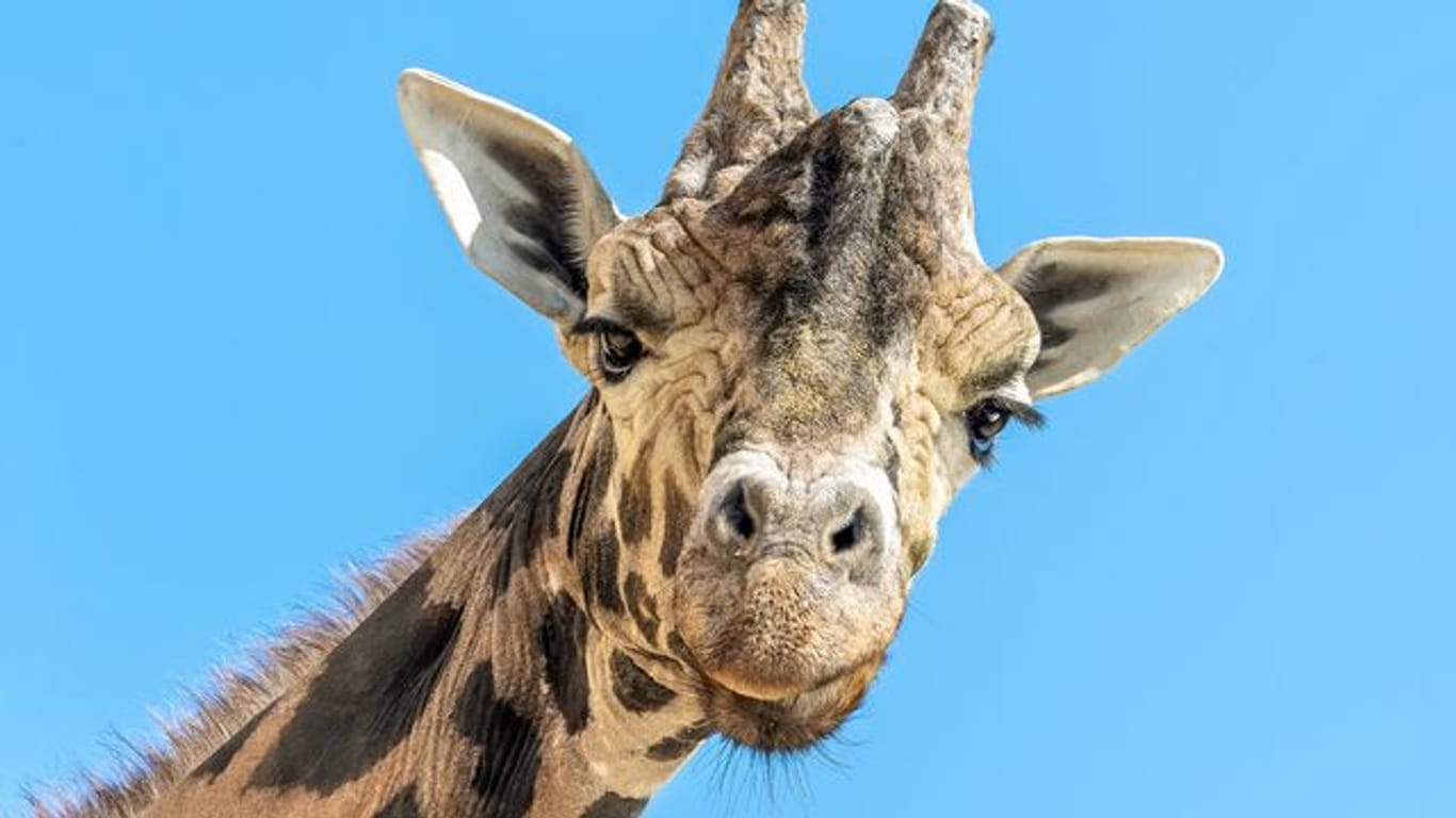 Der Giraffenbulle Kimbar blickt in die Kamera.