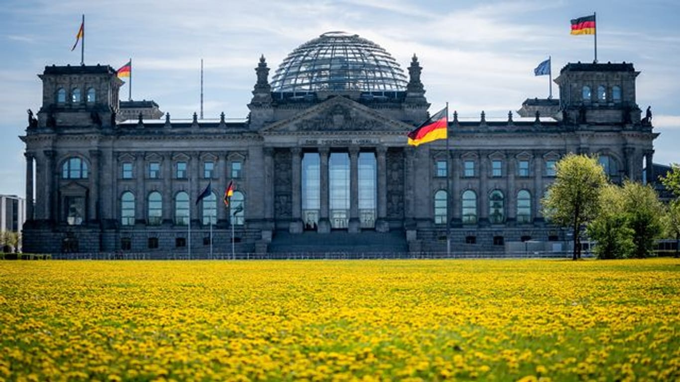 Löwenzahn blüht auf der Wiese vor dem Reichstagsgebäude in der Morgensonne.