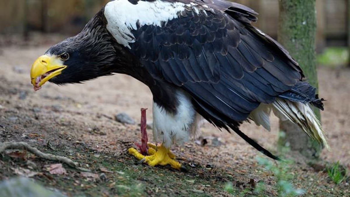 Harz: Riesenseeadler "Alaska" aus Falknerei ausgebüxt