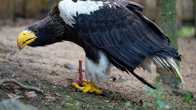 Der Riesenseeadler Grobi frisst in seiner Voliere in der Falknerei Bergisch Land. Der Riesenseeadler Grobi frisst in seiner Voliere in der Falknerei Bergisch Land.