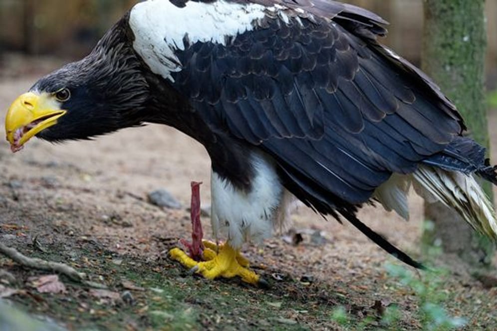 Der Riesenseeadler Grobi frisst in seiner Voliere in der Falknerei Bergisch Land.