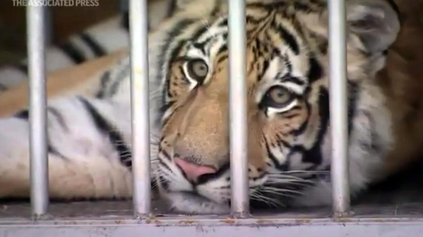 Tiger India wieder in Gefangenschaft: Das Raubtier war fast eine Woche durch Vororte von Houston gestreift.