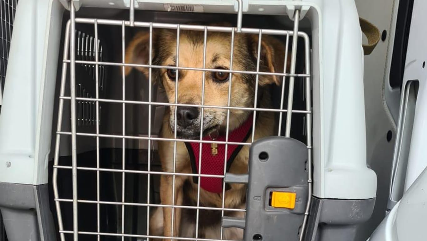 Ein sichergestellter Hund in einer Transportbox: Die Tiere wurden einem Tierheim übergeben.