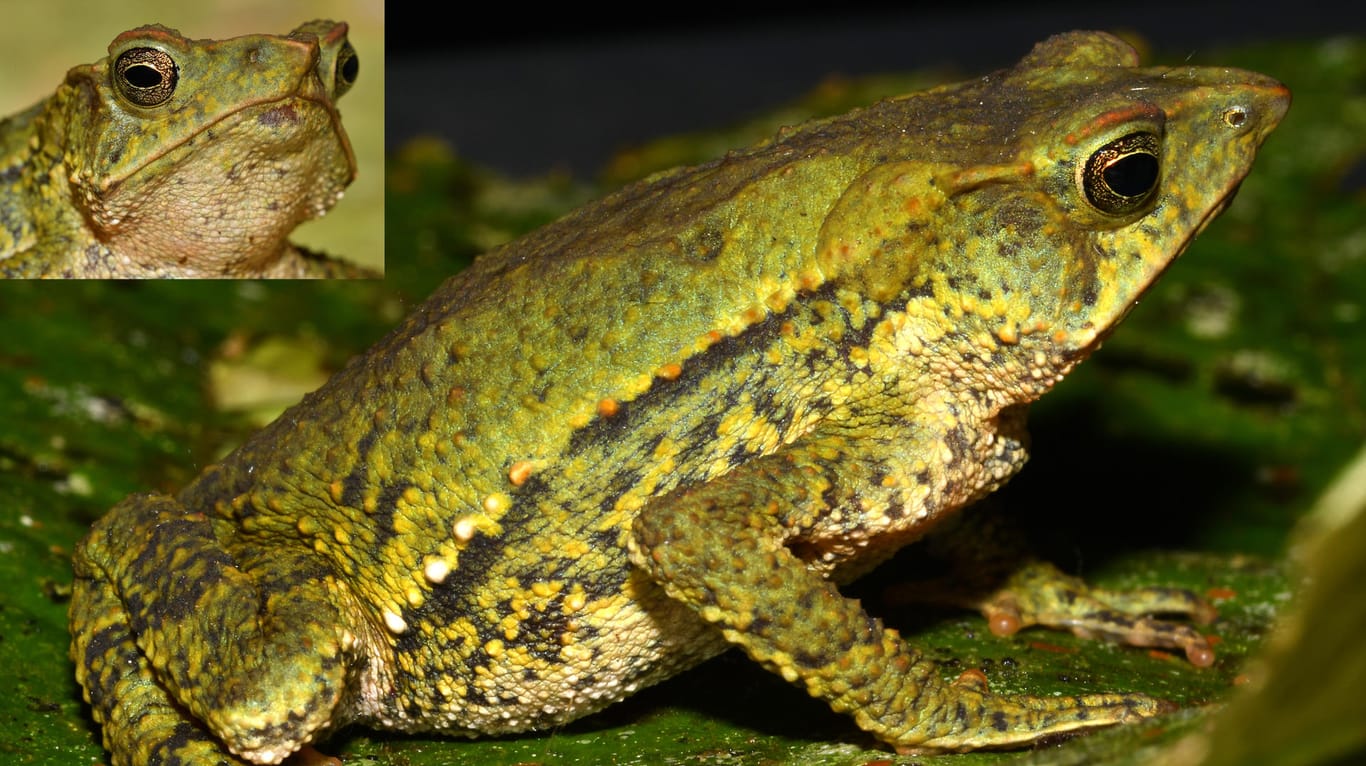 "Rhinella chullachaki": Charakteristisch für die neu entdeckte Krötenart ist die längere grüne Nase.