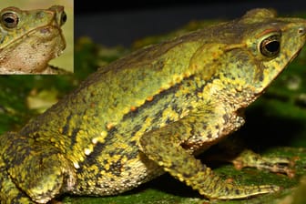 "Rhinella chullachaki": Charakteristisch für die neu entdeckte Krötenart ist die längere grüne Nase.