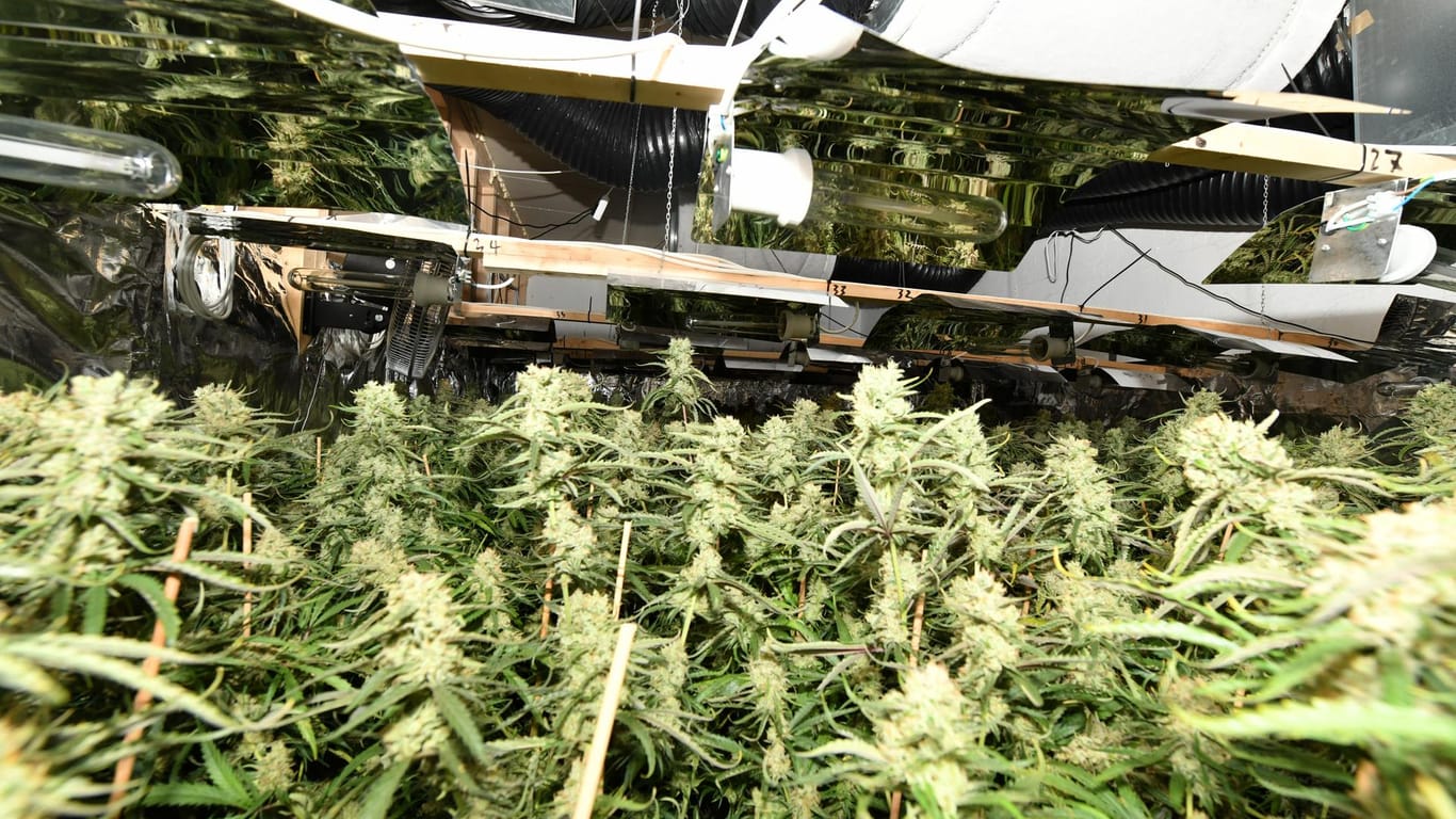 Cannabispflanzen unter einer Beleuchtungsanlage: Die Polizei spricht von einer professionellen Plantage.