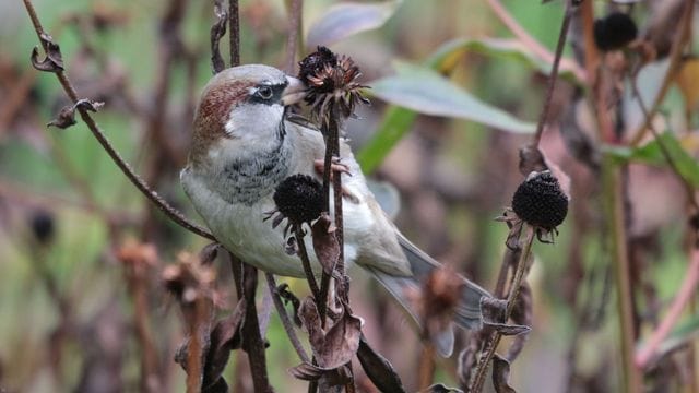 Der Haussperling, auch bekannt als Spatz, zählt zu den noch recht häufig vorkommenden Vogelarten.