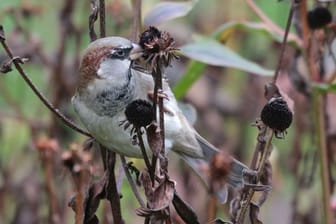 Der Haussperling, auch bekannt als Spatz, zählt zu den noch recht häufig vorkommenden Vogelarten.