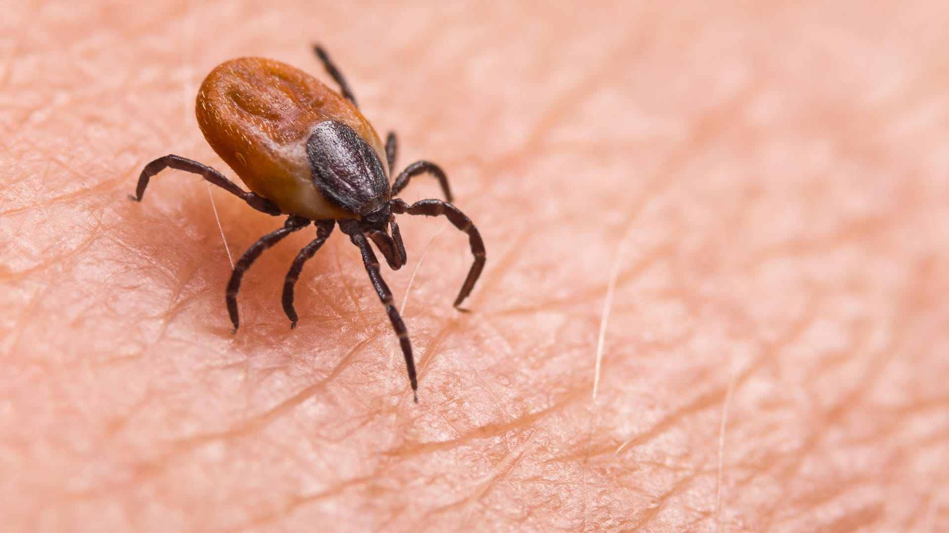 Zecke: Die Spinnentiere können die gefährlichen Krankheiten Frühsommer-Meningoenzephalitis (FSME) und Borreliose übertragen.