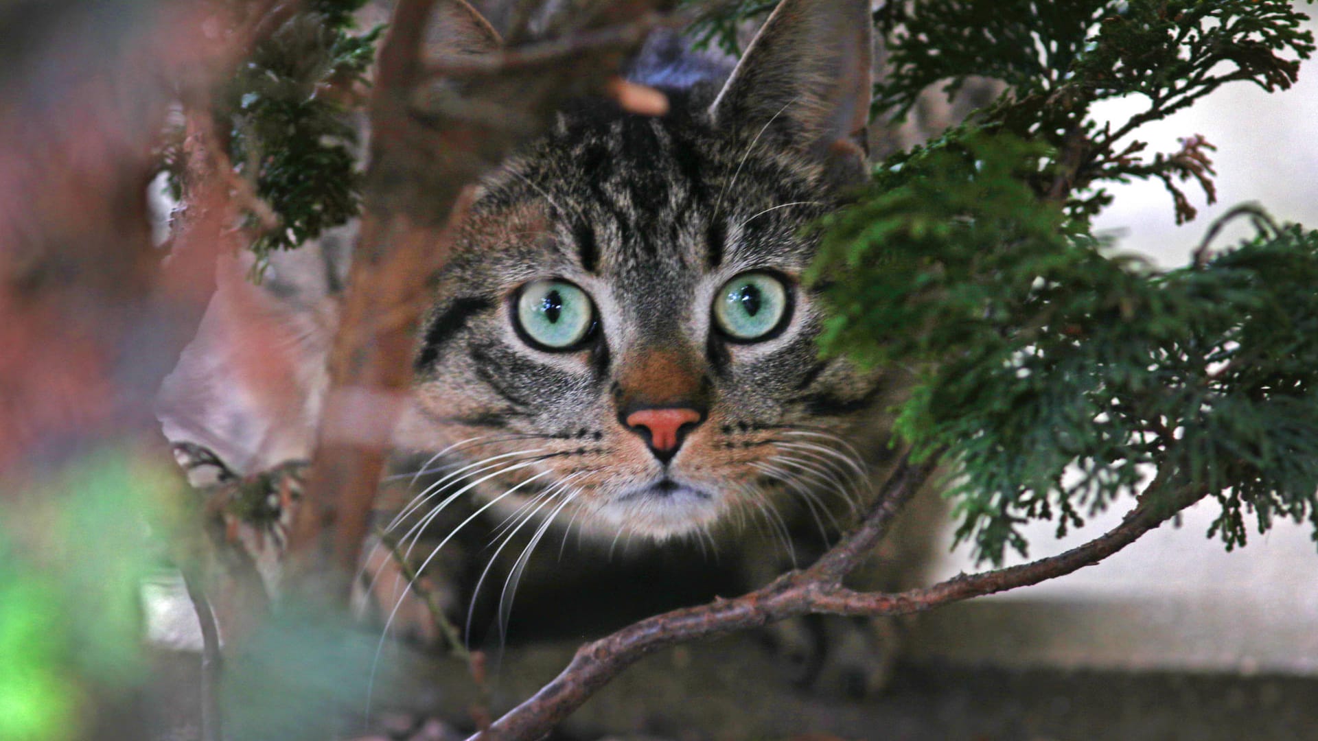 Eine Katze schaut aus einem Gebüsch (Symbolbild): Die Samtpfoten sollen in der Hauptstadt besser geschützt werden. Eine Katze schaut aus einem Gebüsch (Symbolbild): Die Samtpfoten sollen in der Hauptstadt besser geschützt werden.