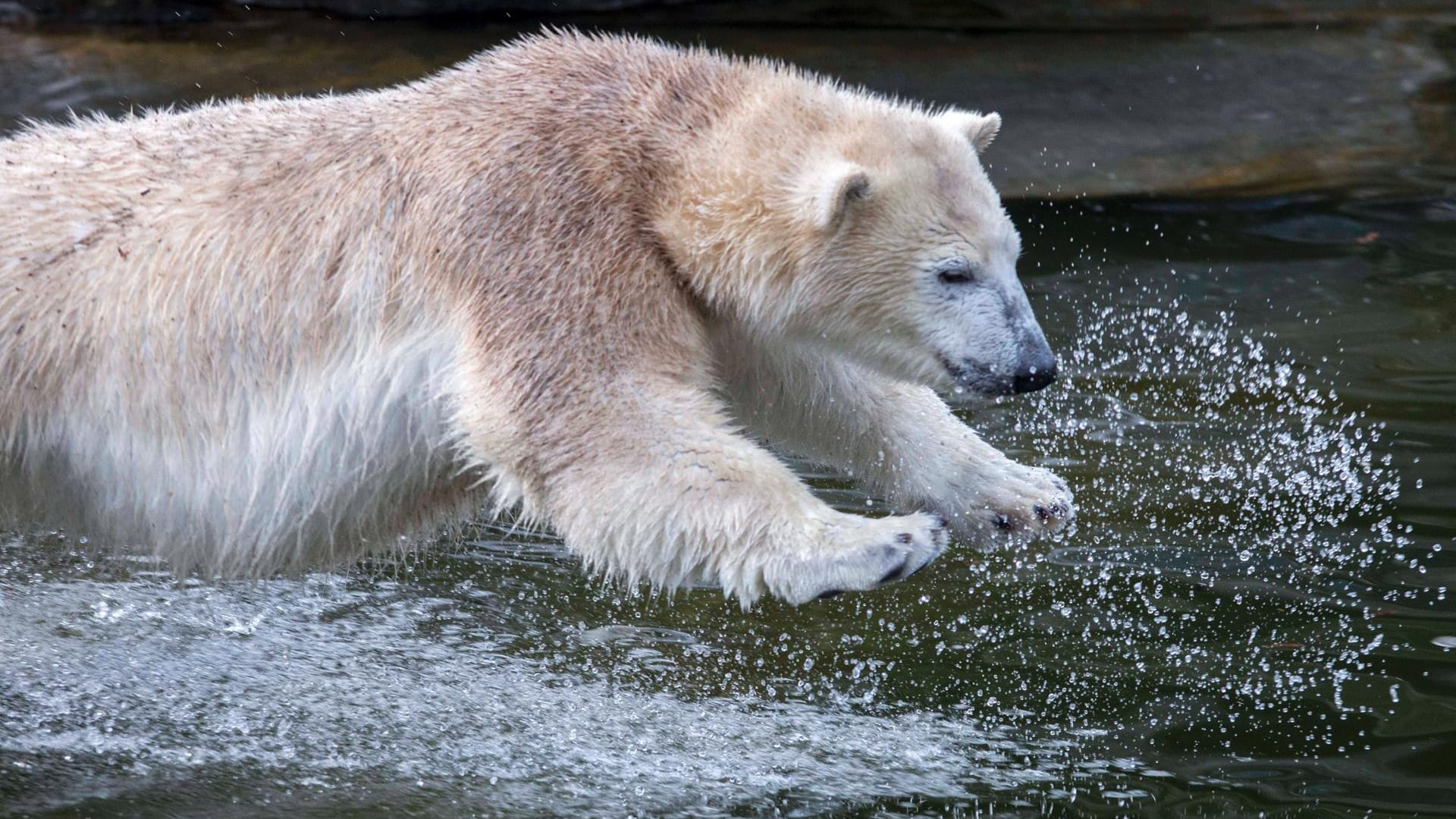 Eisbärin Hertha springt ins Wasser (Symbolbild): Am 1. Dezember 2018 kam sie im Berliner Tierpark zur Welt.