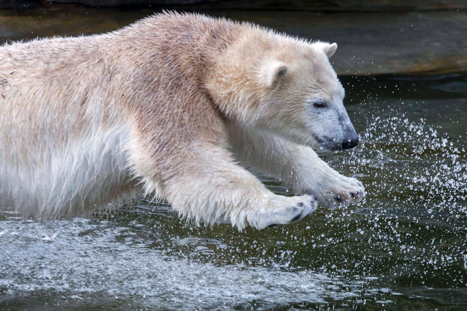 Eisbärin Hertha springt ins Wasser (Symbolbild): Am 1. Dezember 2018 kam sie im Berliner Tierpark zur Welt.