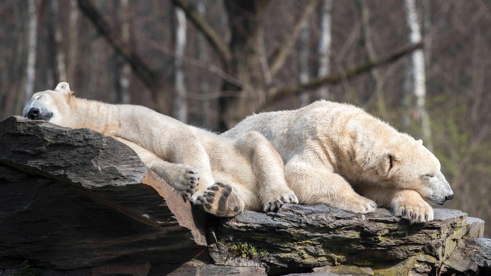 Eisbär-Mutter Tonja und Tochter Hertha liegen in der Sonne (Symbolbild): Tonja war in Moskau mit einer anderen Eisbär-Dame verwechselt worden.