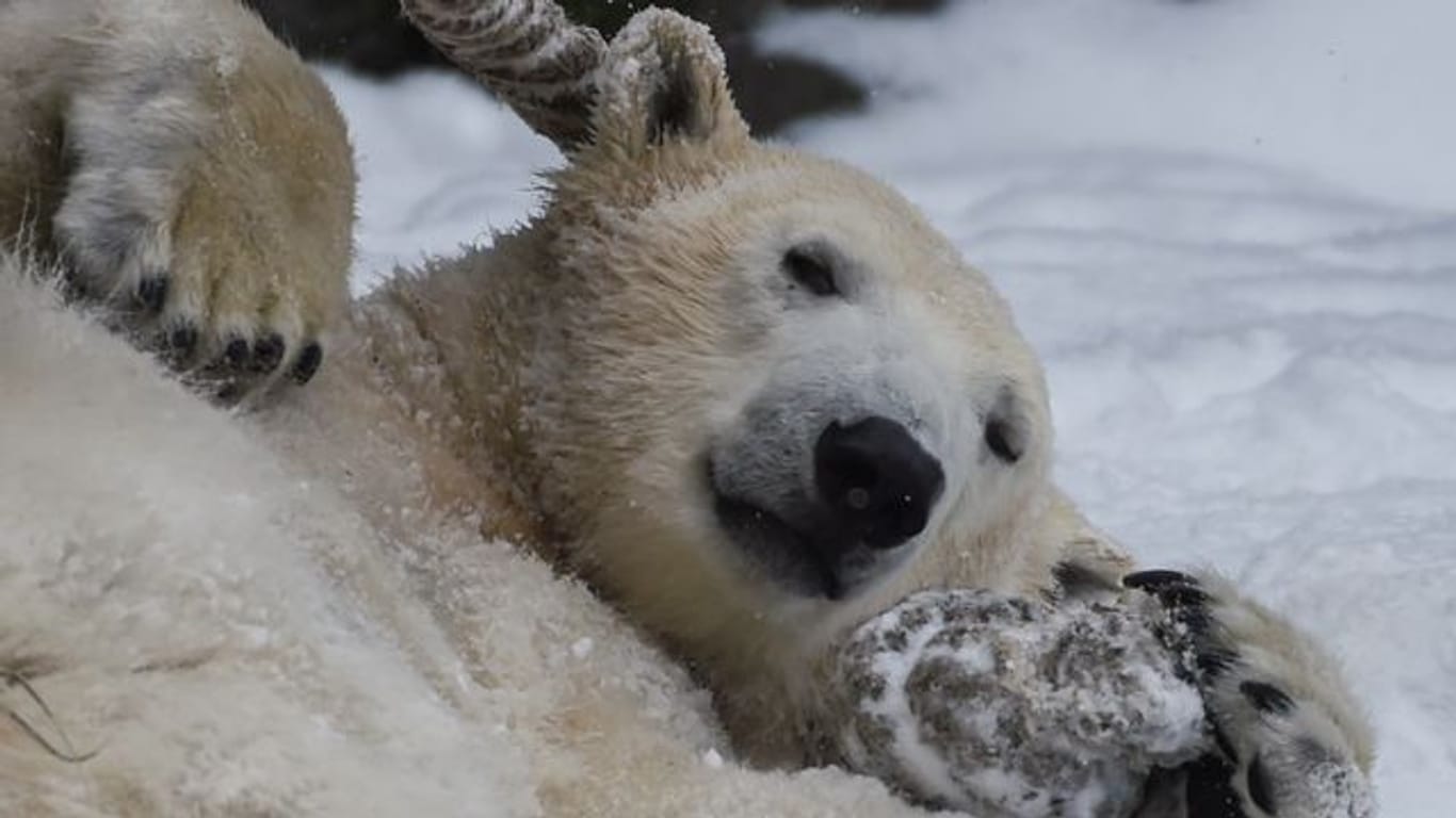 Die zweijährige Eisbärin Hertha spielt mit einem Tau im Tierpark Berlin.