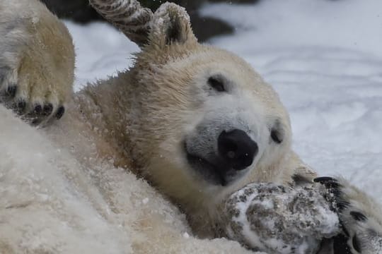 Die zweijährige Eisbärin Hertha spielt mit einem Tau im Tierpark Berlin.