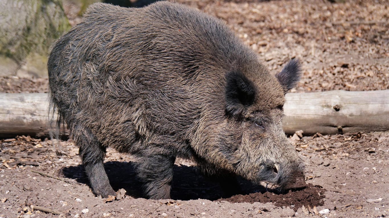 Wildschwein: Das Tier hat auf dem Spielplatz nach Fressbarem gesucht (Symbolbild).