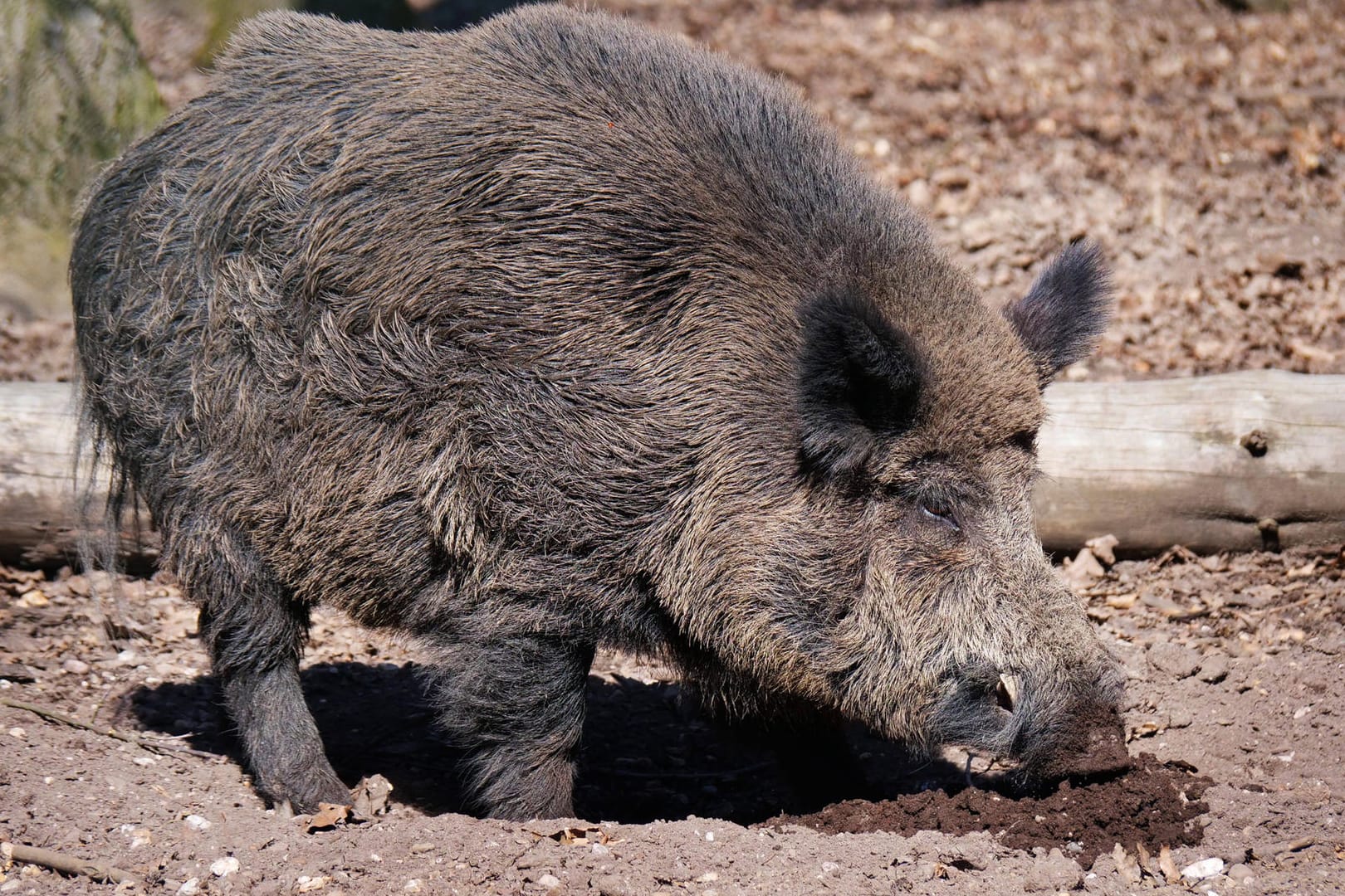 Wildschwein: Das Tier hat auf dem Spielplatz nach Fressbarem gesucht (Symbolbild).