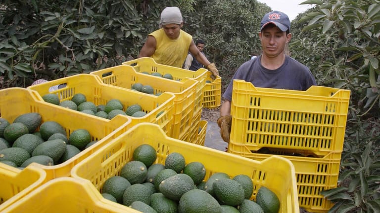 Die Avocado-Ernte (Symbolbild): Mittlerweile müssen die Bauern nachts patroullieren und ihre Früchte mit Elektrozäunen schützen.