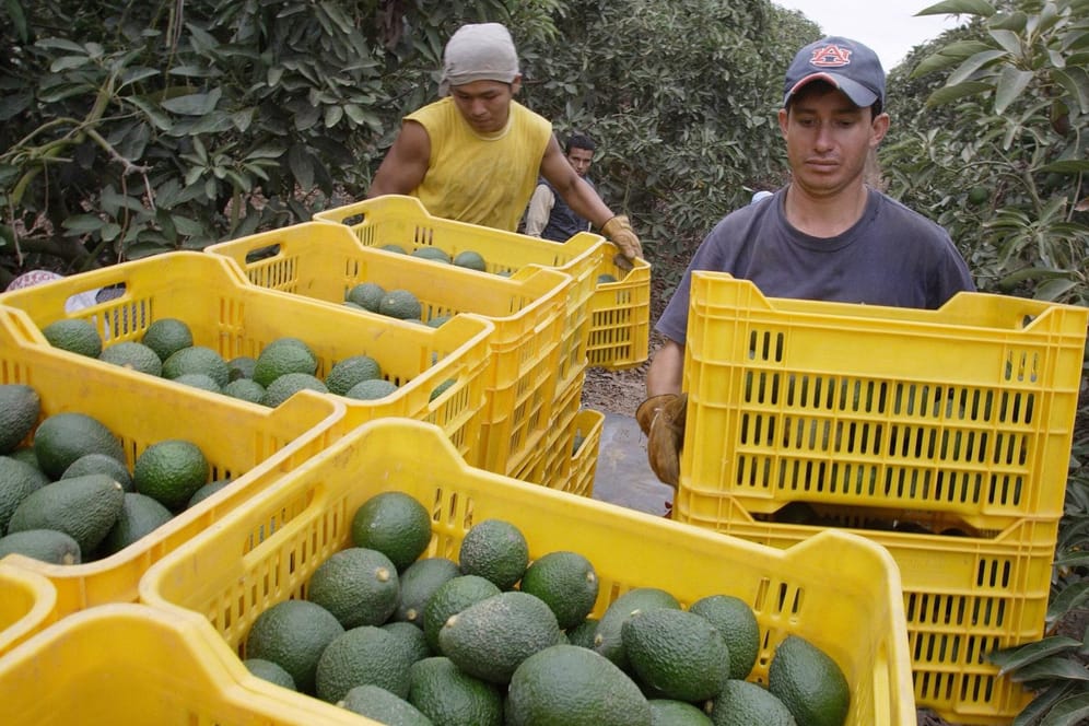 Die Avocado-Ernte (Symbolbild): Mittlerweile müssen die Bauern nachts patroullieren und ihre Früchte mit Elektrozäunen schützen.