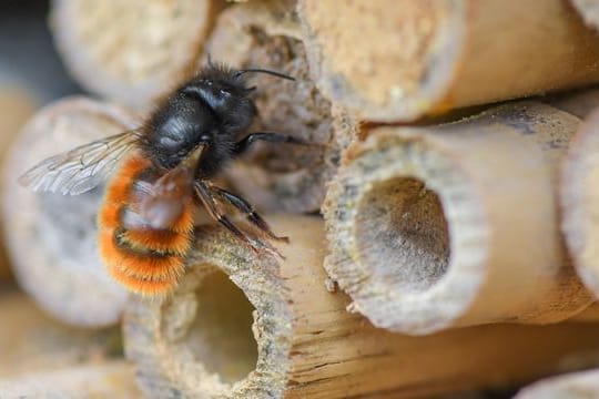Eine Gehörnte Mauerbiene (Osmia cornuta) sitzt an einem speziellen Insektenhotel in einer Obstplantage in Brandenburg.
