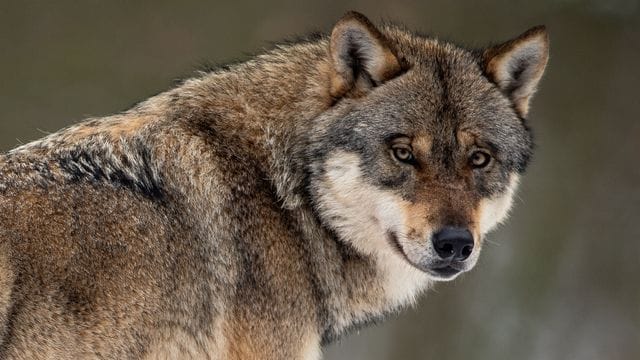 Ein Wolf blickt in die Kamera (Symbolbild): Immer wieder werden die Tiere in deutschen Großstädten gesichtet.