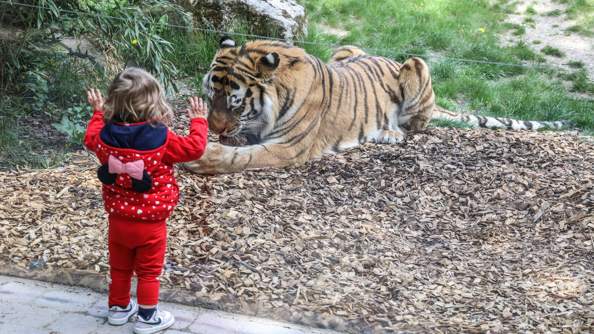 Ein Kind steht vor einem Tigergehege im Allwetterzoo in Münster (Archivbild). Ein Rentner hat jetzt über 30.000 Tickets spendiert.