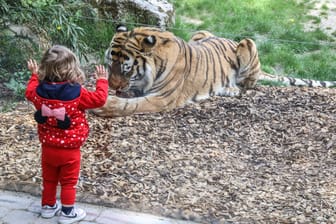 Ein Kind steht vor einem Tigergehege im Allwetterzoo in Münster (Archivbild). Ein Rentner hat jetzt über 30.000 Tickets spendiert.