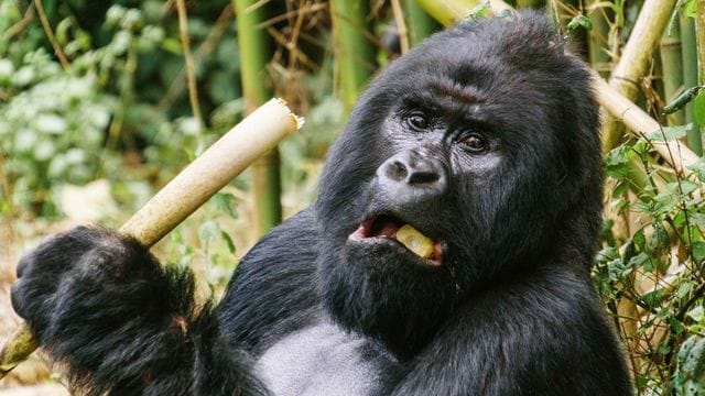 Ein Berggorilla im Virunga-Nationalpark im Osten der Demokratischen Republik Kongo.