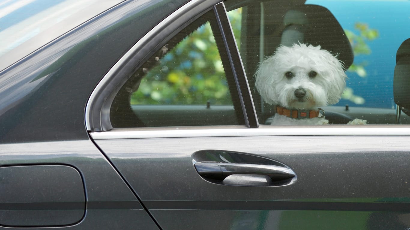 Ein Hund sitzt in einem Auto (Symbolbild): Bei 24 Grad hatte eine Halterin ihr Tier im in der Sonne stehenden Auto zurückgelassen.