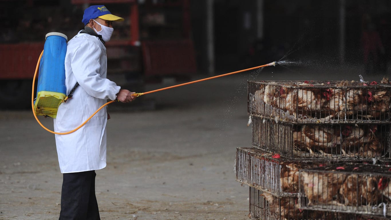Geflügelmarkt im chinesischen Hefei: Bereits Anfang April waren mehrere Menschen an der Vogelgrippe erkrankt – die Hühner mussten geschlachtet werden.