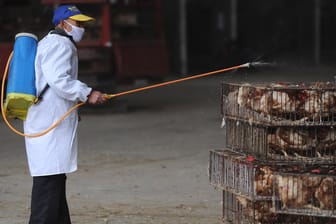 Geflügelmarkt im chinesischen Hefei: Bereits Anfang April waren mehrere Menschen an der Vogelgrippe erkrankt – die Hühner mussten geschlachtet werden.