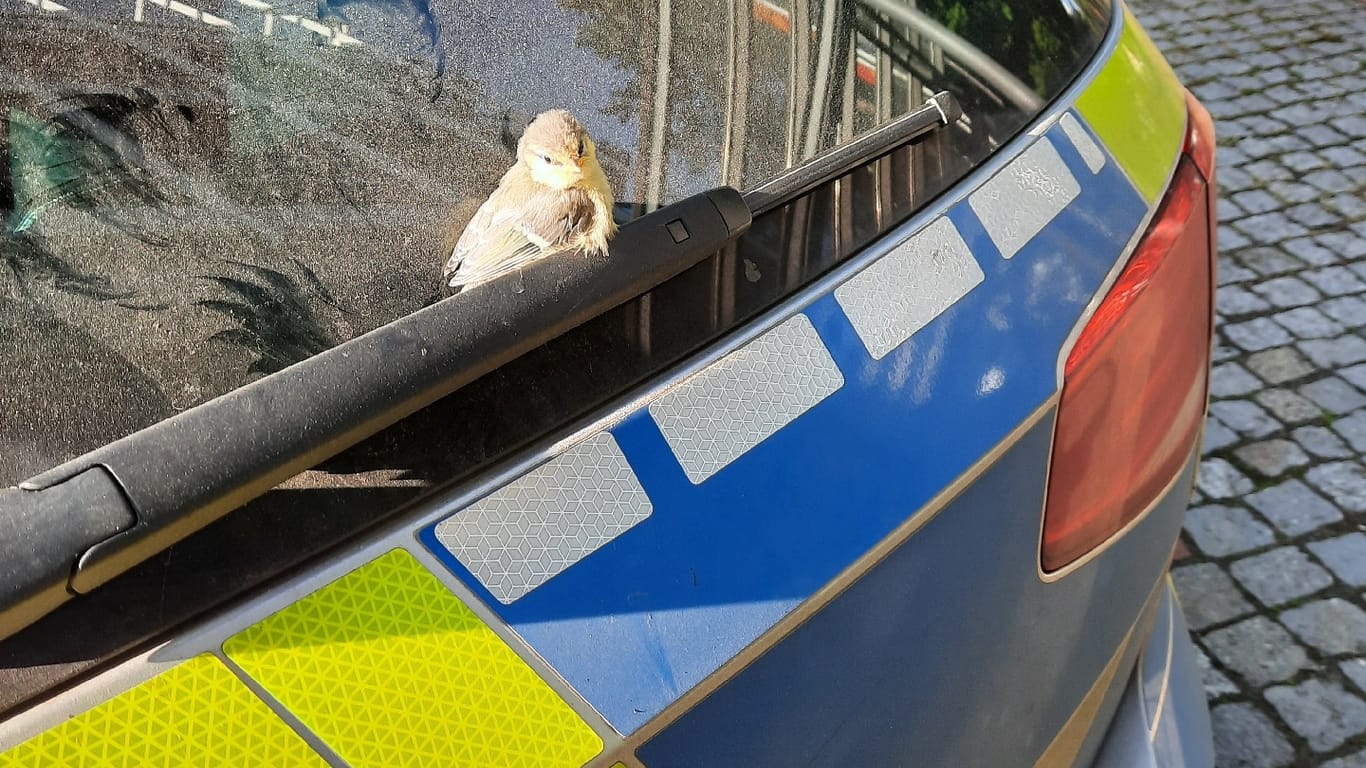 Eine Blaumeise sitzt auf einem Streifenwagen: Die Beamten müssen sich nun vor jeder Ausfahrt vergewissern, keinen der Vögel mit auf Streife zu nehmen.