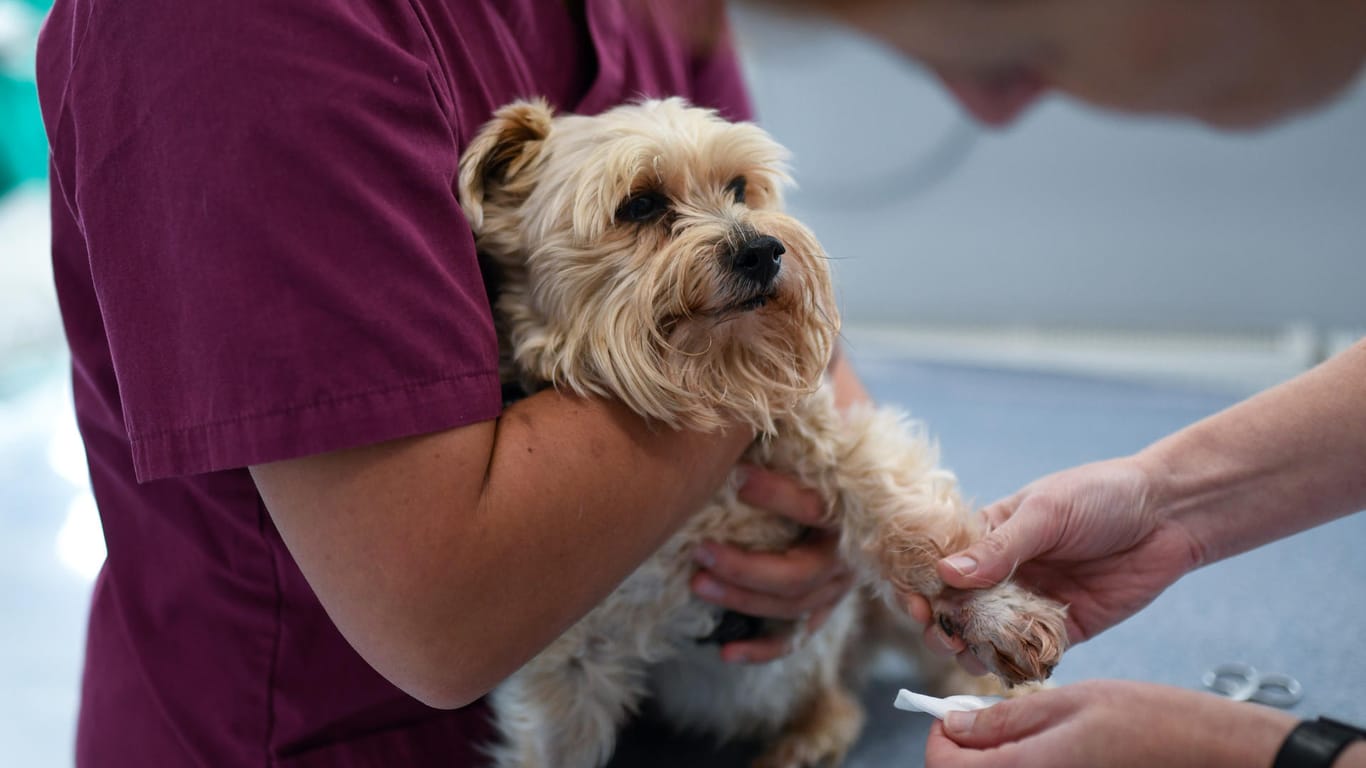 Tierarzt: Die Suche nach einem passenden Tierarzt sollte nicht erst beginnen, wenn eine Notfallsituation vorliegt.
