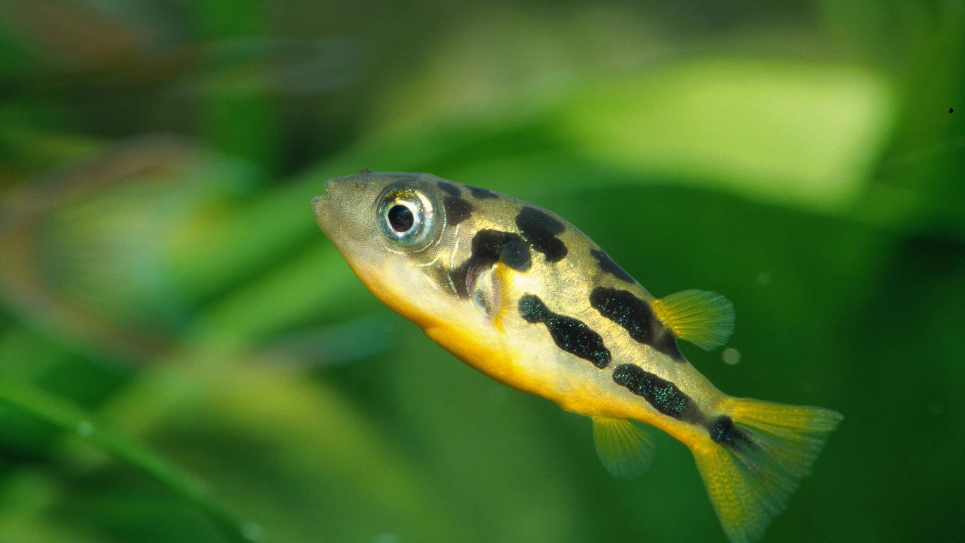 Zwergkugelfisch: Charakteristisch für ihn ist eine dunkle Zeichnung auf gelbem Untergrund.