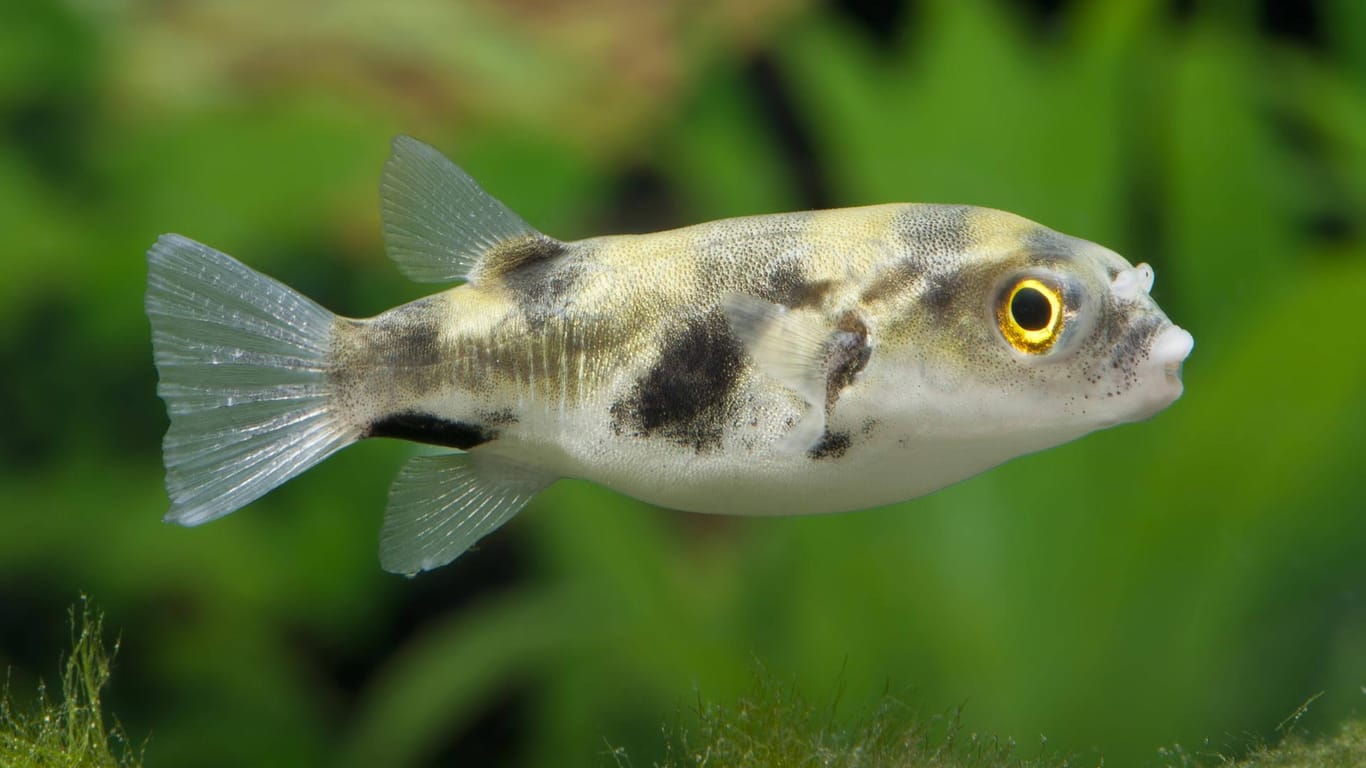Assel-Kugelfisch: Er hat einen großen schwarzen Fleck auf der Unterseite des Schwanzstiels.